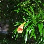 Thevetia neriifolia Flor