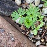 Delphinium tricorne Leaf