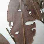 Lecythis confertiflora Otro