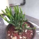 Hatiora salicornioides Leaf