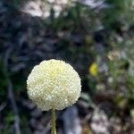 Craspedia variabilis Flor