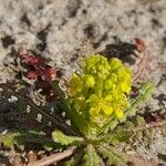 Sisymbrium runcinatum Kukka