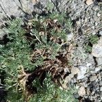 Artemisia glacialis List