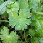 Geranium argenteum Blad