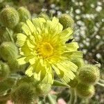 Andryala integrifolia Flor