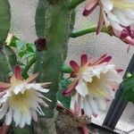 Cereus stenogonus 花