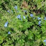 Salvia patens Ліст