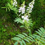 Galega officinalis पत्ता