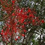 Brachychiton acerifolius Fruit