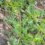 Lepidium didymum 葉