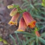 Digitalis obscura Flower