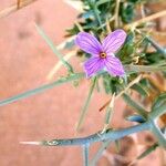 Zilla spinosa Kvet