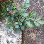 Asplenium ruta-muraria Ліст