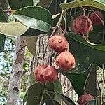 Syzygium aqueum Фрукт