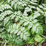 Angelica pachycarpa Leaf