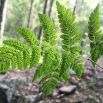 Gymnocarpium dryopteris Blatt