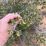 Cercocarpus montanus Fiore