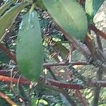 Rhododendron degronianum Blatt