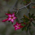 Adenium obesum Flower