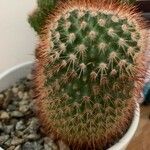 Echinocereus dasyacanthus Yaprak