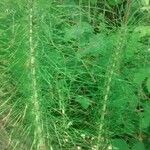 Equisetum telmateia Hoja