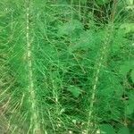 Equisetum telmateia Лист