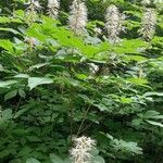 Aesculus parviflora Hábito