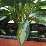 Aglaonema commutatum Ліст