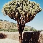 Euphorbia murielii List