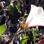 Calystegia macrostegia Õis