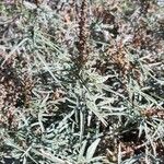 Amaranthus muricatus Flor