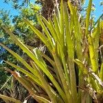 Aechmea distichantha Leaf