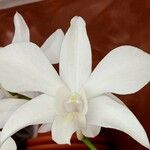 Cattleya intermedia പുഷ്പം