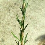 Epilobium brachycarpum Φύλλο