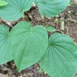 Dioscorea villosa Leaf