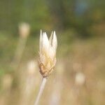 Xeranthemum cylindraceum 花
