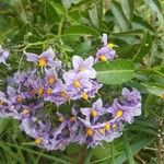 Solanum bonariense Fiore
