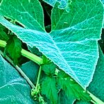 Cucurbita foetidissima Blad