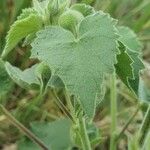 Abutilon mauritianum Leaf