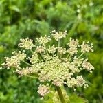 Peucedanum ostruthiumFlower