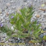Verbena bracteata Habitus