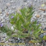 Verbena bracteata 形态