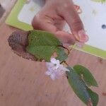 Epigaea repens Floare