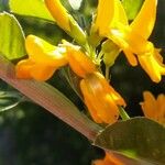 Medicago arborea Flower