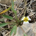 Damasonium polyspermum Elinympäristö