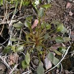 Claytonia rubra Habitus