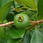 Psidium cattleyanum Fruitua