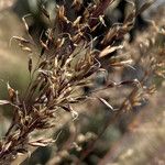 Paramochloa effusa Õis