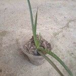 Aloe arborescensList