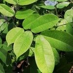 Afzelia pachyloba Hoja